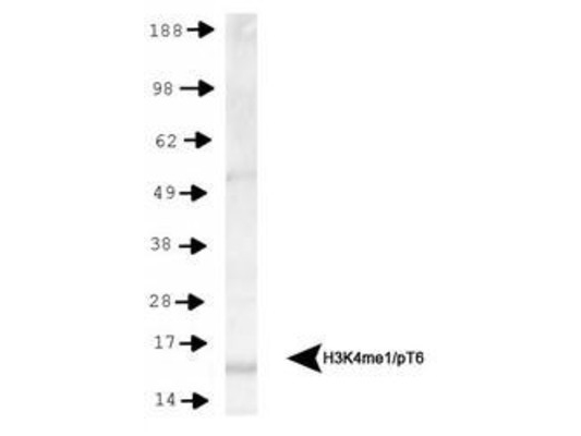 HIST3H3 Antibody - Western Blot of rabbit Anti-Histone H3 [Monomethyl Lys4, p Thr6] Antibody. Lane 1: HeLa histone preps. Load: 30 µg per lane. Primary antibody: Histone H3 [Monomethyl Lys4, p Thr6] at 1:500 for overnight at 4°C. Secondary antibody: rabbit secondary antibody at 1:10,000 for 45 min at RT. Block: 5% BLOTTO overnight at 4°C. Predicted/Observed size: ~15 kDa. Other band(s): None.