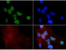 HIST3H3 Antibody - Immunofluorescence of rabbit Anti-Histone H3 [Monomethyl Lys9] Antibody. Tissue: HeLa cells. Fixation: 0.5% PFA. Antigen retrieval: Not required. Primary antibody: Histone H3 [Monomethyl Lys9] antibody at a 1:50 dilution for 1 h at RT. Secondary antibody: FITC secondary antibody at 1:10,000 for 45 min at RT. Localization: Histone H3 [Monomethyl Lys9] is nuclear and chromosomal. Staining: Histone H3 [Monomethyl Lys9] is expressed in green and the nuclei and actin are counterstained with DAPI (blue) and Phalloidin (red).