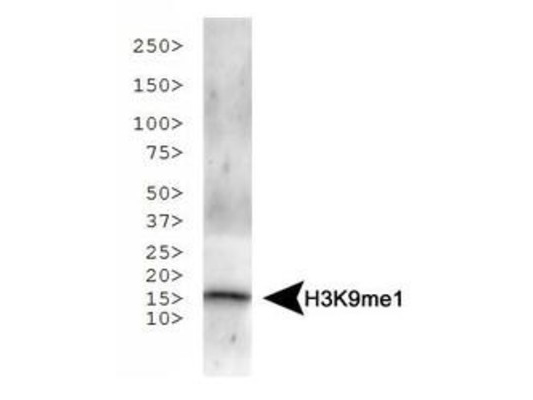 HIST3H3 Antibody - Western Blot of rabbit Anti-Histone H3 [Monomethyl Lys9] Antibody. Lane 1: NIH-3T3 histone preps. Load: 30 µg per lane. Primary antibody: Histone H3 [Monomethyl Lys9] at 1:500 for overnight at 4°C. Secondary antibody: rabbit secondary antibody at 1:10,000 for 45 min at RT. Block: 5% BLOTTO overnight at 4°C. Predicted/Observed size: ~15 kDa. Other band(s): None.