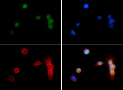 HIST3H3 Antibody - Immunofluorescence of rabbit Anti-Histone H3 [Dimethyl Lys18] Antibody. Tissue: HeLa cells. Fixation: 0.5% PFA. Antigen retrieval: Not required. Primary antibody: Histone H3 [Dimethyl Lys18] antibody at a 1:500 dilution for 1 h at RT. Secondary antibody: Dylight 488 secondary antibody at 1:10,000 for 45 min at RT. Localization: Histone H3 [Dimethyl Lys18] is nuclear and chromosomal. Staining: Histone H3 [Dimethyl Lys18] is expressed in green, nuclei and alpha-tubulin are counterstained with DAPI (blue) and Dylight 594 (red).
