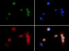HIST3H3 Antibody - Immunofluorescence of rabbit Anti-Histone H3 [Dimethyl Lys18] Antibody. Tissue: HeLa cells. Fixation: 0.5% PFA. Antigen retrieval: Not required. Primary antibody: Histone H3 [Dimethyl Lys18] antibody at a 1:500 dilution for 1 h at RT. Secondary antibody: Dylight 488 secondary antibody at 1:10,000 for 45 min at RT. Localization: Histone H3 [Dimethyl Lys18] is nuclear and chromosomal. Staining: Histone H3 [Dimethyl Lys18] is expressed in green, nuclei and alpha-tubulin are counterstained with DAPI (blue) and Dylight 594 (red).