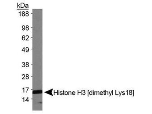 HIST3H3 Antibody - Western Blot of rabbit Anti-Histone H3 [Dimethyl Lys18] Antibody. Lane 1: NIH-3T3 histone preps. Load: 30 µg per lane. Primary antibody: Histone H3 [Dimethyl Lys18] at 1:500 for overnight at 4°C. Secondary antibody: rabbit secondary antibody at 1:10,000 for 45 min at RT. Block: 5% BLOTTO overnight at 4°C. Predicted/Observed size: ~15 kDa. Other band(s): None.
