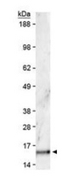 HIST3H3 Antibody - Western Blot of rabbit Anti-Histone H3 [Dimethyl Lys36] Antibody. Lane 1: HeLa histone preps. Load: 30 µg per lane. Primary antibody: Histone H3 [Dimethyl Lys36] at 1:500 for overnight at 4°C. Secondary antibody: rabbit secondary antibody at 1:10,000 for 45 min at RT. Block: 5% BLOTTO overnight at 4°C. Predicted/Observed size: ~15 kDa. Other band(s): None.
