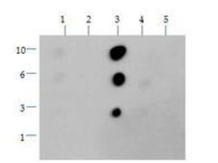 HIST3H3 Antibody - Dot Blot of rabbit Histone H3 [Dimethyl Lys36] Antibody. Lane 1: K36. Lane 2: K36Me1. Lane 3: K36Me2. Lane 4: K36Me3. Lane 5: K36Ac. Load: 1, 3, 6, and 10 picomoles of peptide. Primary antibody: Histone H3 [Dimethyl Lys36] antibody at 1:1000 for 45 min at 4°C. Secondary antibody: DyLight 488 rabbit secondary antibody at 1:10,000 for 45 min at RT. Block: 5% BLOTTO overnight at 4°C.