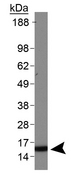 HIST3H3 Antibody - Western Blot of rabbit Anti-Histone H3 [Dimethyl Lys4] Antibody. Lane 1: HeLa histone preps. Load: 30 µg per lane. Primary antibody: Histone H3 [Dimethyl Lys4] at 1:1000 for overnight at 4°C. Secondary antibody: rabbit secondary antibody at 1:10,000 for 45 min at RT. Block: 5% BLOTTO overnight at 4°C. Predicted/Observed size: ~15 kDa. Other band(s): None.