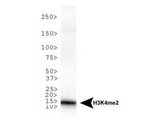 HIST3H3 Antibody - Western Blot of rabbit Anti-Histone H3 [Dimethyl Lys4] Antibody. Lane 1: C. elegans embryo lysate. Load: 30 µg per lane. Primary antibody: Histone H3 [Dimethyl Lys4] at 1:500 for overnight at 4°C. Secondary antibody: rabbit secondary antibody at 1:10,000 for 45 min at RT. Block: 5% BLOTTO overnight at 4°C. Predicted/Observed size: ~15 kDa. Other band(s): None.