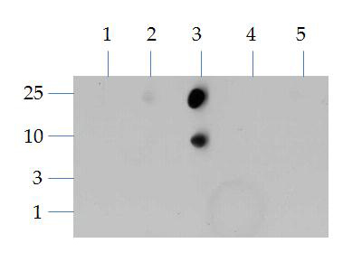 HIST3H3 Antibody - Dot Blot of rabbit Histone H3 [Dimethyl Lys4] Antibody. Lane 1: K4. Lane 2: K4 Kme1. Lane 3: K4 Kme2. Lane 4: K4 Kme3. Lane 5: K4 KAc. Load: 1, 3, 10, and 25 picomoles of peptide. Primary antibody: Histone H3 [Dimethyl Lys4] antibody at 1:1000 for 45 min at 4°C. Secondary antibody: DyLight 488 rabbit secondary antibody at 1:10,000 for 45 min at RT. Block: 5% BLOTTO overnight at 4°C.