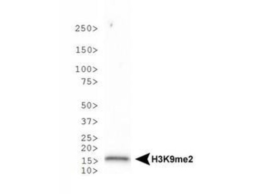 HIST3H3 Antibody - Western Blot of rabbit Anti-Histone H3 [Dimethyl Lys9] Antibody. Lane 1: HeLa histone preps. Load: 30 µg per lane. Primary antibody: Histone H3 [Dimethyl Lys9] at 1:500 for overnight at 4°C. Secondary antibody: rabbit secondary antibody at 1:10,000 for 45 min at RT. Block: 5% BLOTTO overnight at 4°C. Predicted/Observed size: ~15 kDa. Other band(s): None.