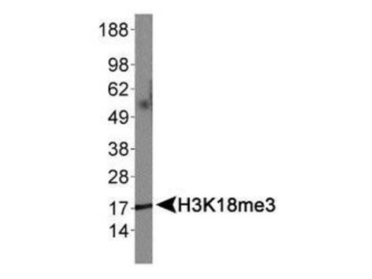 HIST3H3 Antibody - Western Blot of rabbit Anti-Histone H3 [Trimethyl Lys18] Antibody. Lane 1: NIH-3T3 histone preps. Load: 30 µg per lane. Primary antibody: Histone H3 [Trimethyl Lys18] at 1:500 for overnight at 4°C. Secondary antibody: rabbit secondary antibody at 1:10,000 for 45 min at RT. Block: 5% BLOTTO overnight at 4°C. Predicted/Observed size: ~15 kDa. Other band(s): None.