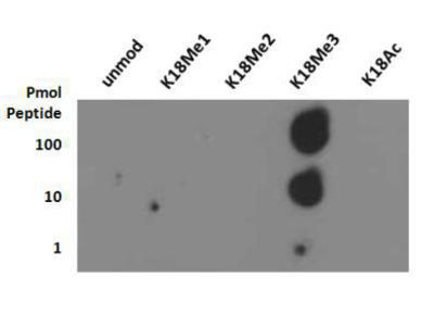 HIST3H3 Antibody - Dot Blot of rabbit Histone H3 [Trimethyl Lys18] Antibody. Lane 1: unmodified. Lane 2: K18Me1. Lane 3: K18Me2. Lane 4: K18Me3. Lane 5: K18Ac. Load: 1, 10, and 100 picomoles of peptide. Primary antibody: Histone H3 [Trimethyl Lys18] antibody at 0.5 µg/ml for 45 min at 4°C. Secondary antibody: DyLight 488 rabbit secondary antibody at 1:10,000 for 45 min at RT. Block: 5% BLOTTO overnight at 4°C.