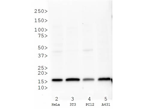HIST3H3 Antibody - Western Blot of Histone H3 K27me3 Antibody. Western Blot analysis against untreated cell extracts. Lane 1: Molecular Weight Marker. Lane 2: HeLa cell lysates. Lane 3: 3T3 cell lysates. Lane 4: PC12 cell lysates. Lane 5: A431 cell lysate. Primary antibody: Histone H3 K27me3 antibody at 1.0 µg/mL for overnight at 4°C. Secondary antibody: HRP rabbit secondary antibody at 1:10,000 for 45 min at RT. Block: MB-073 BlockOut overnight at 4°C. Predicted/Observed size: 15 kDa for Histone H3 K27Me3. Other band(s): none.