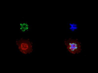 HIST3H3 Antibody - Immunofluorescence of rabbit Anti-Histone H3 [p Ser28, Trimethyl Lys27] Antibody. Tissue: HeLa cells. Fixation: 0.5% PFA. Antigen retrieval: Not required. Primary antibody: Histone H3 [p Ser28, Trimethyl Lys27] antibody at a 1:2000 dilution for 1 h at RT. Secondary antibody: Dylight 488 secondary antibody at 1:10,000 for 45 min at RT. Localization: Histone H3 [p Ser28, Trimethyl Lys27] is nuclear and chromosomal. Staining: Histone H3 [p Ser28, Trimethyl Lys27] is expressed in green, nuclei and alpha-tubulin are counterstained with DAPI (blue) and Dylight 550 (red).