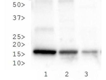 HIST3H3 Antibody - Western Blot of rabbit Anti-Histone H3 [Trimethyl Lys27, p Ser28] Antibody. Lane 1: HeLa histone prep. Lane 2: NIH-3T3 histone prep. Lane 3: C. elegans embryo cell lysate. Load: 30 µg per lane. Primary antibody: Histone H3 [Trimethyl Lys27, p Ser28] at 1 µg/ml for overnight at 4°C. Secondary antibody: rabbit secondary antibody at 1:10,000 for 45 min at RT. Block: 5% BLOTTO overnight at 4°C. Predicted/Observed size: ~15 kDa. Other band(s): None.