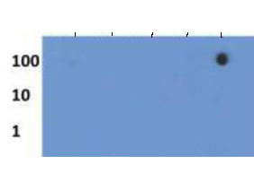 HIST3H3 Antibody - Dot Blot of rabbit Histone H3 [p Ser28, Trimethyl Lys27] Antibody. Lane 1: pS28/K27 unmodified. Lane 2: pS28 N-Term. Lane 3: p28 C-term. Lane 4: K27Me3. Lane 5: pS28/K27Me3. Load: 1, 10, and 100 picomoles of peptide. Primary antibody: Histone H3 [p Ser28, Trimethyl Lys27] antibody at 1 µg/ml for 45 min at 4°C. Secondary antibody: DyLight 488 rabbit secondary antibody at 1:10,000 for 45 min at RT. Block: 5% BLOTTO overnight at 4°C.