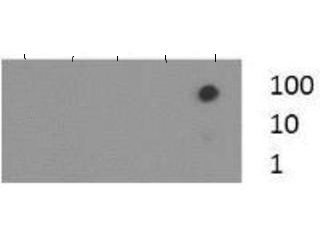 HIST3H3 Antibody - Dot Blot of rabbit Histone H3 [Trimethyl Lys37] Antibody. Lane 1: K37. Lane 2: K37Ac. Lane 3: K37Me1. Lane 4: K37Me2. Lane 5: K37Me3. Load: 1, 10, and 100 picomoles of peptide. Primary antibody: Histone H3 [K37me3] antibody at 1:1000 for 45 min at 4°C. Secondary antibody: DyLight 488 rabbit secondary antibody at 1:10,000 for 45 min at RT. Block: 5% BLOTTO overnight at 4°C.