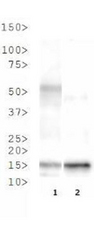 HIST3H3 Antibody - Western Blot of rabbit Anti-Histone H3 [Trimethyl Lys37] Antibody. Lane 1: HeLa histone prep. Lane 2: C. elegans embryo lysate. Load: 30 µg per lane. Primary antibody: Histone H3 [K37me3] at 1 µg/ml for overnight at 4°C. Secondary antibody: rabbit secondary antibody at 1:10,000 for 45 min at RT. Block: 5% BLOTTO overnight at 4°C. Predicted/Observed size: ~15 kDa. Other band(s): None.