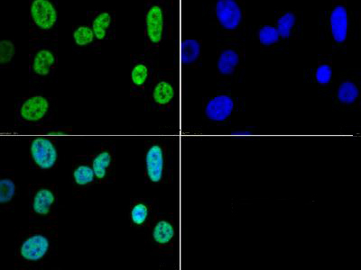 HIST3H3 Antibody - Immunofluorescence of rabbit Anti-Histone H3 K4/me3 Antibody. Tissue: HeLa cells. Fixation: 0.5% PFA. Antigen retrieval: Not required. Primary antibody: Histone H3 [Trimethyl Lys4] antibody at a 1:50 dilution for 1 h at RT. Secondary antibody: FITC secondary antibody at 1:10,000 for 45 min at RT. Localization: Histone H3 [Trimethyl Lys4] is nuclear and chromosomal. Staining: Histone H3 K4me3 is expressed green and the nuclei are counterstained blue with DAPI.