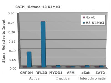 HIST3H3 Antibody - Chromatin Immunoprecipitaion of rabbit Anti-Histone H3 K4/me3 Antibody. Chromatin from one million formaldehyde cross-linked Hela cells was used with 2ug of Anti-Histone H3 K4/me3 and 20ul of magnetic IgG beads per immunoprecipitation. A no antibody control was also used. Immunoprecipitated DNA was quantified using quantitative real-time PCR and SYBR green dye, then normalized to the non-precipitated input chromatin, which is equal to one.