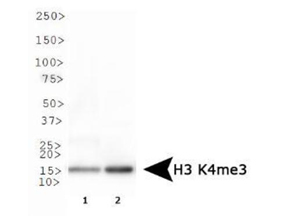 HIST3H3 Antibody - Western Blot of rabbit Anti-Histone H3 K4/me3 Antibody. Lane 1: HeLa histone preps. Lane 2. NIH-3T3 prep lystates. Load: 30 µg per lane. Primary antibody: Histone H3 [Trimethyl Lys4] at 1:500 for overnight at 4°C. Secondary antibody: rabbit secondary antibody at 1:10,000 for 45 min at RT. Block: 5% BLOTTO overnight at 4°C. Predicted/Observed size: ~15 kDa. Other band(s): None.