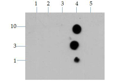 HIST3H3 Antibody - Dot Blot of rabbit Histone H3 K4me3 Antibody. Lane 1: K4. Lane 2: K4-KMe1. Lane 3: K4-KMe2. Lane 4: K4-KMe3. Lane 5: K23-KMe3. Load: 1, 3, and 10 µg of peptide. Primary antibody: Histone H3 [Trimethyl Lys4] antibody at 1:1000 for 45 min at 4°C. Secondary antibody: DyLight 488 rabbit secondary antibody at 1:10,000 for 45 min at RT. Block: 5% BLOTTO overnight at 4°C.