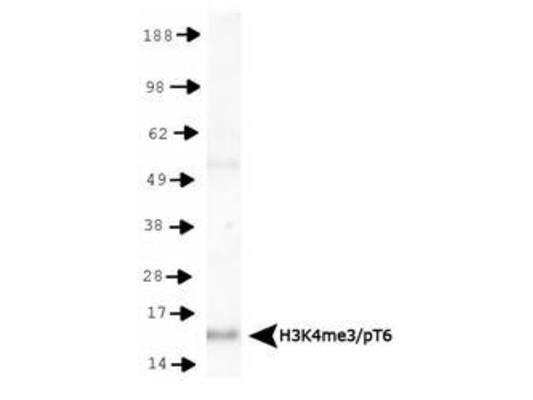 HIST3H3 Antibody - Western Blot of rabbit Anti-Histone H3 [Trimethyl Lys4, p Thr6] Antibody. Lane 1: HeLa histone preps. Load: 30 µg per lane. Primary antibody: Histone H3 [Trimethyl Lys4, p Thr6] at 1:500 for overnight at 4°C. Secondary antibody: rabbit secondary antibody at 1:10,000 for 45 min at RT. Block: 5% BLOTTO overnight at 4°C. Predicted/Observed size: ~15 kDa. Other band(s): None.