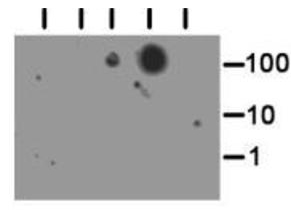HIST3H3 Antibody - Dot Blot of rabbit Histone H3 [Trimethyl Lys56] Antibody. Lane 1: Ac. Lane 2: me1. Lane 3: me2. Lane 4: me3. Lane 5: unmodified. Load: 1, 10, and 100 picomoles of peptide. Primary antibody: Histone H3 [Trimethyl Lys56] antibody at 1:40 for 45 min at 4°C. Secondary antibody: DyLight 488 rabbit secondary antibody at 1:10,000 for 45 min at RT. Block: 5% BLOTTO overnight at 4°C.