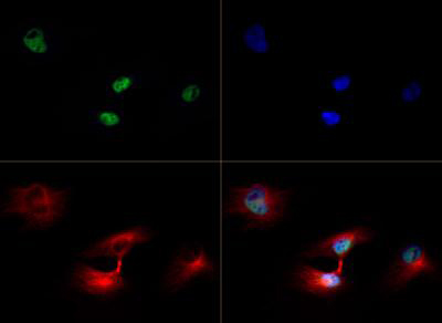 HIST3H3 Antibody - Immunofluorescence of rabbit Anti-Histone H3 [Trimethyl Lys79] Antibody. Tissue: HeLa cells during prophase. Fixation: 0.5% PFA. Antigen retrieval: Not required. Primary antibody: Histone H3 [Trimethyl Lys79] antibody at a 1:100 dilution for 1 h at RT. Secondary antibody: Dylight 488 secondary antibody at 1:10,000 for 45 min at RT. Localization: Histone H3 [Trimethyl Lys79] is nuclear and chromosomal. Staining: Histone H3 [Trimethyl Lys79] is expressed in green, nuclei and alpha-tubulin are counterstained with DAPI (blue) and Dylight 550 (red).