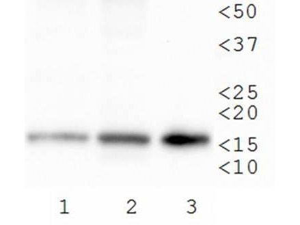 HIST3H3 Antibody - Western Blot of rabbit Anti-Histone H3 [Trimethyl Lys79] Antibody. Lane 1: C. elegans embryo lysate. Load: 30 µg per lane. Primary antibody: Histone H3 [Trimethyl Lys79] at 1 µg/ml for overnight at 4°C. Secondary antibody: rabbit secondary antibody at 1:10,000 for 45 min at RT. Block: 5% BLOTTO overnight at 4°C. Predicted/Observed size: ~15 kDa. Other band(s): None.