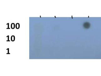 HIST3H3 Antibody - Dot Blot of rabbit Histone H3 [Trimethyl Lys79] Antibody. Lane 1: K79 unmodified. Lane 2: K79me1. Lane 3: K79me2. Lane 4: K79me3. Load: 1, 10, and 100 picomoles of peptide. Primary antibody: Histone H3 [Trimethyl Lys79] antibody at 1:1000 for 45 min at 4°C. Secondary antibody: DyLight 488 rabbit secondary antibody at 1:10,000 for 45 min at RT. Block: 5% BLOTTO overnight at 4°C.