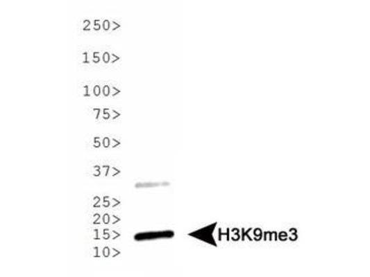 HIST3H3 Antibody - Western Blot of rabbit Anti-Histone H3 [Trimethyl Lys9] Antibody. Lane 1: HeLa histone preps. Load: 30 µg per lane. Primary antibody: Histone H3 [Trimethyl Lys9] at 1:5000 for overnight at 4°C. Secondary antibody: rabbit secondary antibody at 1:10,000 for 45 min at RT. Block: 5% BLOTTO overnight at 4°C. Predicted/Observed size: ~15 kDa. Other band(s): None.