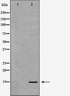 HIST3H3 Antibody - Western blot analysis of extracts of HeLa cells using H3K27me1 antibody. The lane on the left is treated with the antigen-specific peptide.