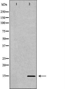 HIST3H3 Antibody - Western blot analysis of extracts of HeLa cells using H3K27me3 antibody. The lane on the left is treated with the antigen-specific peptide.