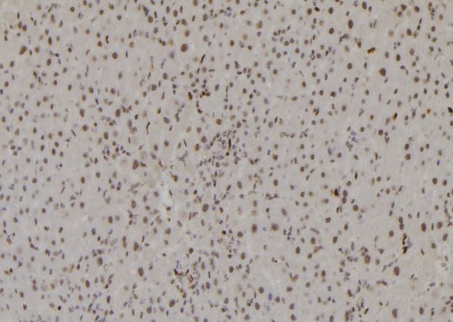 HIST3H3 Antibody - 1:100 staining rat liver tissue by IHC-P. The sample was formaldehyde fixed and a heat mediated antigen retrieval step in citrate buffer was performed. The sample was then blocked and incubated with the antibody for 1.5 hours at 22°C. An HRP conjugated goat anti-rabbit antibody was used as the secondary.