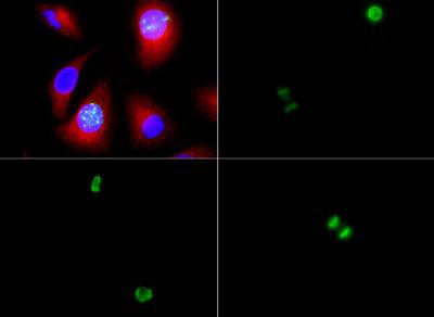 HIST3H3 Antibody - Immunofluorescence of rabbit Anti-Histone H3 [p Ser10] Antibody. Tissue: HeLa cells. Fixation: 0.5% PFA. Antigen retrieval: Not required. Primary antibody: Histone H3 [p Ser10] antibody at a 1:200 dilution for 1 h at RT. Secondary antibody: FITC secondary antibody at 1:10,000 for 45 min at RT. Localization: Histone H3 [p Ser10] is nuclear and chromosomal. Staining: Histone H3 [p Ser10] is expressed in green, nuclei and actin are counterstained with Dapi (blue) and Phalloidin (red).