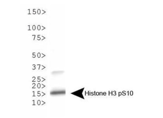 HIST3H3 Antibody - Western Blot of rabbit Anti-Histone H3 [p Ser10] Antibody. Lane 1: HeLa histone prep lysates. Load: 30 µg per lane. Primary antibody: Histone H3 [p Ser10] at 1:500 for overnight at 4°C. Secondary antibody: rabbit secondary antibody at 1:10,000 for 45 min at RT. Block: 5% BLOTTO overnight at 4°C. Predicted/Observed size: ~15 kDa. Other band(s): None.