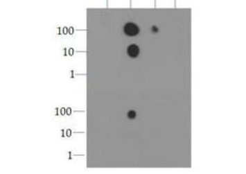 HIST3H3 Antibody - Dot Blot of rabbit Histone H3 [p Ser10] Antibody. Lane 1: unmodified. Lane 2: pS10. Lane 3: pS10pT11. Lane 4: pT11. Load: 1, 10, and 100 picomoles of peptide. Primary antibody: Histone H3 [p Ser10] antibody at 0.005µg/mL (bottom blot) and 0.025µg/ml (top blot) for 45 min at 4°C. Secondary antibody: DyLight 488 rabbit secondary antibody at 1:10,000 for 45 min at RT. Block: 5% BLOTTO overnight at 4°C.