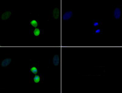 HIST3H3 Antibody - Immunofluorescence of rabbit Anti-Histone H3 [p Thr11] Antibody. Tissue: HeLa cells. Fixation: 0.5% PFA. Antigen retrieval: Not required. Primary antibody: Histone H3 [p Thr11] antibody at a 1:50 dilution for 1 h at RT. Secondary antibody: FITC secondary antibody at 1:10,000 for 45 min at RT. Localization: Histone H3 [p Thr11] is nuclear and chromosomal. Staining: Histone H3 [p Thr11] is expressed in green, nuclei are counterstained with Dapi (blue).