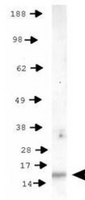HIST3H3 Antibody - Western Blot of rabbit Anti-Histone H3 [p Thr11] Antibody. Lane 1: HeLa histone preps. Load: 30 µg per lane. Primary antibody: Histone H3 [p Thr11] at 1:1000 for overnight at 4°C. Secondary antibody: rabbit secondary antibody at 1:10,000 for 45 min at RT. Block: 5% BLOTTO overnight at 4°C. Predicted/Observed size: ~15 kDa. Other band(s): None.