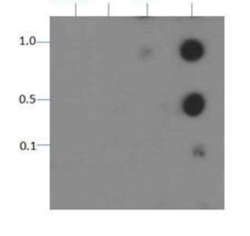 HIST3H3 Antibody - Dot Blot of rabbit Histone H3 [p Thr11] Antibody. Lane 1: Unmodified. Lane 2: S10. Lane 3: S10-T11. Lane 4: T11. Load: 0.1, 0.5, and 1.0 picomoles of peptide. Primary antibody: Histone H3 [p Thr11] antibody at 1:1000 for 45 min at 4°C. Secondary antibody: DyLight 488 rabbit secondary antibody at 1:10,000 for 45 min at RT. Block: 5% BLOTTO overnight at 4°C.