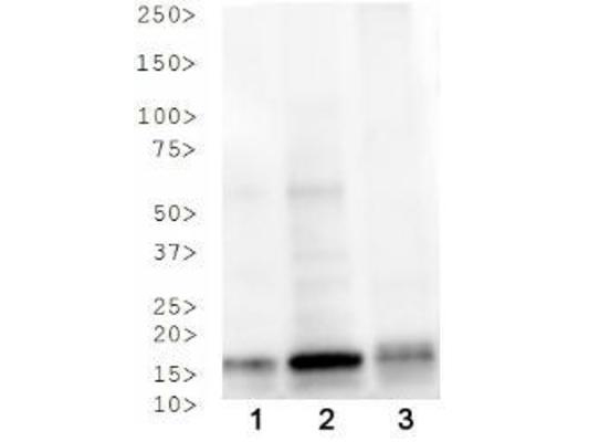 HIST3H3 Antibody - Western Blot of rabbit Anti-Histone H3 [p Thr3, ac Lys4] Antibody. Lane 1: HeLa histone prep. 2. NIH-3T3 histone prep. Lane 3: C. elegans embryo lysate. Load: 30 µg per lane. Primary antibody: Histone H3 [p Thr3, ac Lys4] at 1:500 for overnight at 4°C. Secondary antibody: rabbit secondary antibody at 1:10,000 for 45 min at RT. Block: 5% BLOTTO overnight at 4°C. Predicted/Observed size: ~15 kDa. Other band(s): None.