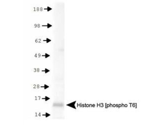 HIST3H3 Antibody - Western Blot of rabbit Anti-Histone H3 [p Thr6] Antibody. Lane 1: HeLa histone preps. Load: 30 µg per lane. Primary antibody: Histone H3 [p Thr6] at 1:500 for overnight at 4°C. Secondary antibody: rabbit secondary antibody at 1:10,000 for 45 min at RT. Block: 5% BLOTTO overnight at 4°C. Predicted/Observed size: ~15 kDa. Other band(s): None.