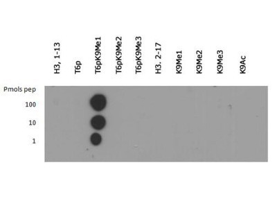 HIST3H3 Antibody - Dot Blot of rabbit Histone H3 [Monomethyl Lys9, p Thr6] Antibody. Lane 1: Histone H3 1-13. Lane 2: T6p. Lane 3: T6pK9Me1. Lane 4: T6pK9Me2. Lane 5: T6pK9Me3. Lane 6: Histone H3 2-17. Lane 7: K9Me1. Lane 8: K9Me2. Lane 9: K9Me3. Lane 10: K9Ac. Load: 1, 10, and 100 picomoles of peptide. Primary antibody: Histone H3 [Monomethyl Lys9, p Thr6] antibody at 1:1000 for 45 min at 4°C. Secondary antibody: DyLight 488 rabbit secondary antibody at 1:10,000 for 45 min at RT. Block: 5% BLOTTO overnight at 4°C.