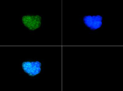 HIST3H3 Antibody - Immunofluorescence of rabbit Anti-Histone H3 [p Thr6, Dimethyl Lys9] Antibody. Tissue: HeLa cells. Fixation: 0.5% PFA. Antigen retrieval: Not required. Primary antibody: Histone H3 [p Thr6, Dimethyl Lys9] antibody at a 1:50 dilution for 1 h at RT. Secondary antibody: FITC secondary antibody at 1:10,000 for 45 min at RT. Localization: Histone H3 [p Thr6, Dimethyl Lys9] is nuclear and chromosomal. Staining: Histone H3 [p Thr6, Monomethyl Lys9] is expressed in green and the nuclei are counterstained with DAPI (blue).