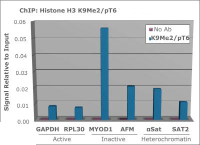 HIST3H3 Antibody - Chromatin Immunoprecipitation of Histone H3 [p Thr6, Dimethyl Lys9] Antibody. Chromatin from one million formaldehyde cross-linked Hela cells was used with 2 ug of Anti-HistoneH3 K9me2pT6 was used to IP DNA from fixed Hela cells alongside a no antibody control. DNA was measured by qRT-PCR and normalized to total input (input=1).