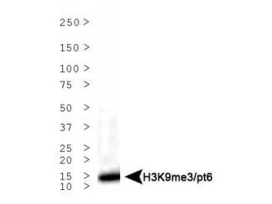 HIST3H3 Antibody - Western Blot of rabbit Anti-Histone H3 [Trimethyl Lys9, p Thr6] Antibody. Lane 1: HeLa histone preps. Load: 30 µg per lane. Primary antibody: Histone H3 [Trimethyl Lys9, p Thr6] at 1:500 for overnight at 4°C. Secondary antibody: rabbit secondary antibody at 1:10,000 for 45 min at RT. Block: 5% BLOTTO overnight at 4°C. Predicted/Observed size: ~15 kDa. Other band(s): None.