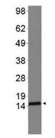 HIST3H3 Antibody - Western Blot of rabbit Anti-Histone H3 [Sym-dimethyl Arg2, Dimethyl Lys4] Antibody. Lane 1: NIH-3T3 histone preps. Load: 30 µg per lane. Primary antibody: Histone H3 [Sym-dimethyl Arg2, Dimethyl Lys4] at 1:500 for overnight at 4°C. Secondary antibody: rabbit secondary antibody at 1:10,000 for 45 min at RT. Block: 5% BLOTTO overnight at 4°C. Predicted/Observed size: ~15 kDa. Other band(s): None.