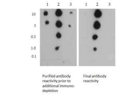 HIST3H3 Antibody - Dot Blot of rabbit Histone H3 [Sym-dimethyl Arg2, Dimethyl Lys4] Antibody. Lane 1: R2Me2. Lane 2: R2Me2/K4Me2. Lane 3: K4Me2. Load: 0.1, 1, 0.5, 5, and 10 picomoles of peptide. Primary antibody: Histone H3 [Sym-dimethyl Arg2, Dimethyl Lys4] antibody at 1:1000 for 45 min at 4°C. Secondary antibody: DyLight 488 rabbit secondary antibody at 1:10,000 for 45 min at RT. Block: 5% BLOTTO overnight at 4°C. Final Antibody reactivity to R2Me2/K4Me2 seen in the right blot.