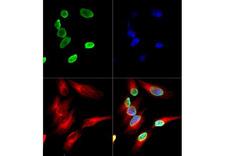 HIST4H4 Antibody - Immunofluorescence of Histone H4 K12-Ac (RABBIT) Antibody: Histone H4 K12-Ac antibody was tested in HeLa cells with DyLight 488 (green). Nuclei and alpha-tubulin were counterstained with DAPI (blue) and DyLight 550 (red).