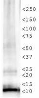 HIST4H4 Antibody - Western Blot of Histone H4 K12-Ac (RABBIT) Antibody. Western Blot analysis against untreated cell extracts. Lane 1: HeLa cell lysates. Load: 35 µg per lane. Primary antibody: Histone H4 K12-Ac antibody at 1.0 µg/mL for overnight at 4°C. Secondary antibody: rabbit secondary antibody at 1:10,000 for 45 min at RT. Block: 5% BLOTTO overnight at 4°C. Predicted/Observed size: 11 kDa for Histone H4 K12-Ac (RABBIT) Antibody. Other band(s): none.