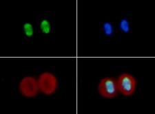 HIST4H4 Antibody - Immunofluorescence of rabbit Anti-Histone H4 [ac Lys16] Antibody. Tissue: HeLa cells. Fixation: 0.5% PFA. Antigen retrieval: Not required. Primary antibody: Histone H4 [ac Lys16] antibody at a 1:100 dilution for 1 h at RT. Secondary antibody: FITC secondary antibody at 1:10,000 for 45 min at RT. Localization: Histone H4 [ac Lys16] is nuclear and chromosomal. Staining: Histone H4 [ac Lys16] is expressed in green, nuclei and alpha-tubulin are counterstained with DAPI (blue) and Dylight 594 (red).